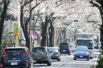 大泉学園桜並木